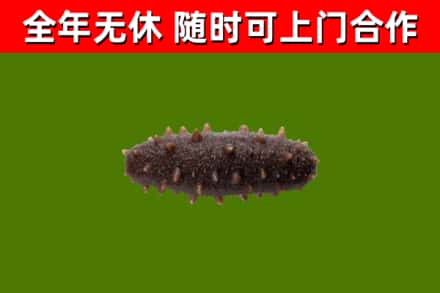 资阳烟酒回收干海参.jpg